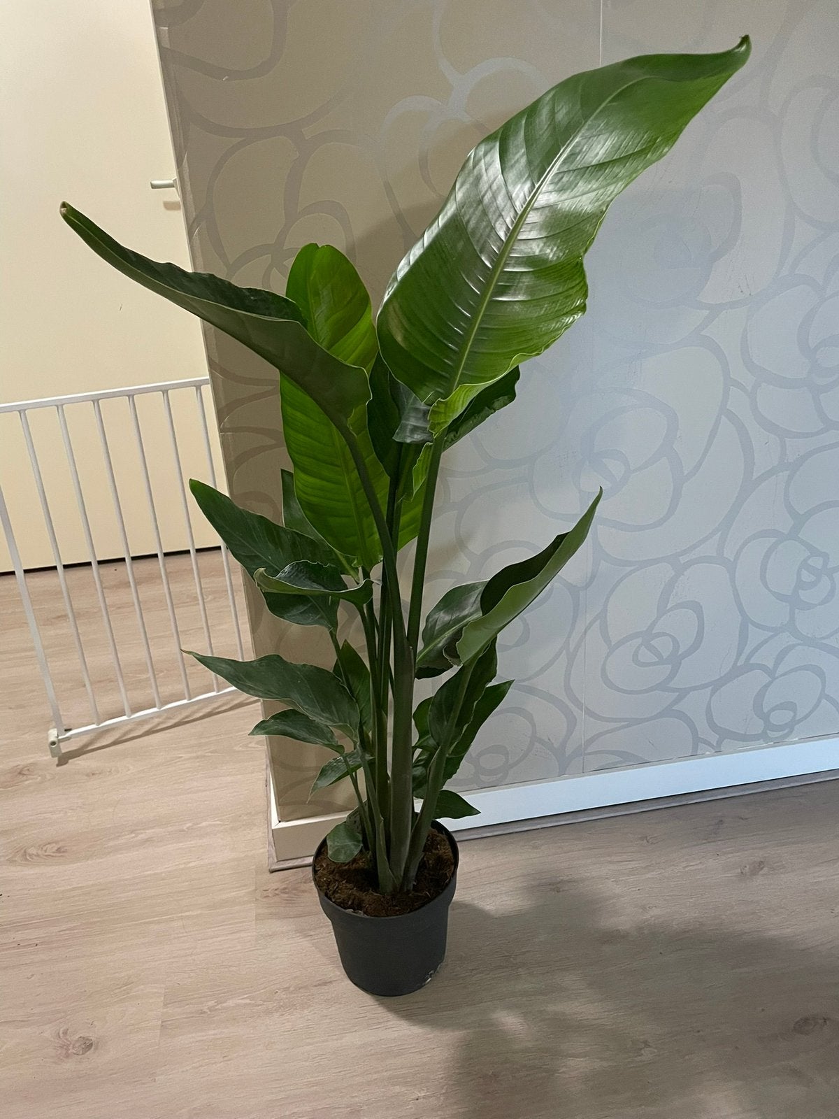 Strelitzia Nicolai, Ophalen