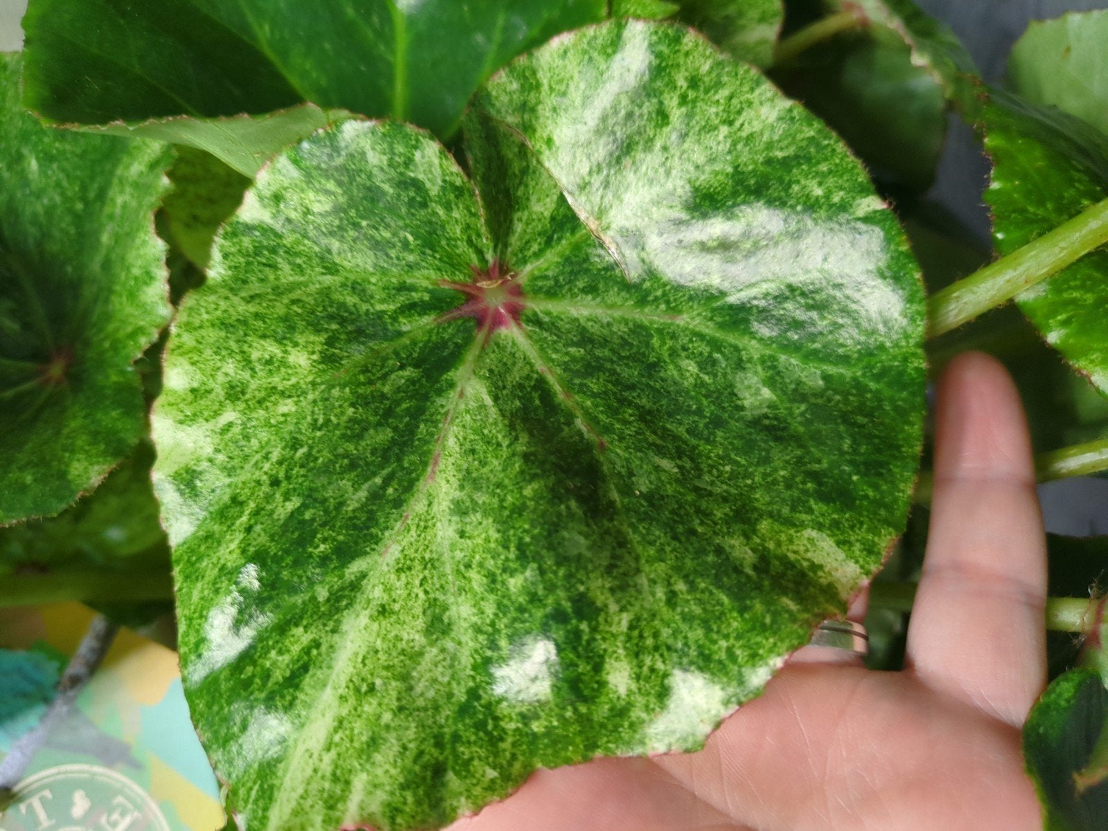 Begonia Rouge variegata stekjes, Ophalen of Verzenden, Halfschaduw, Minder dan 100 cm