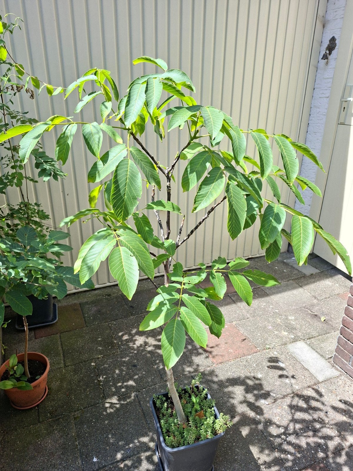 Walnoot boom in pot, Tuin en Terras, Planten | Fruitbomen, Ophalen