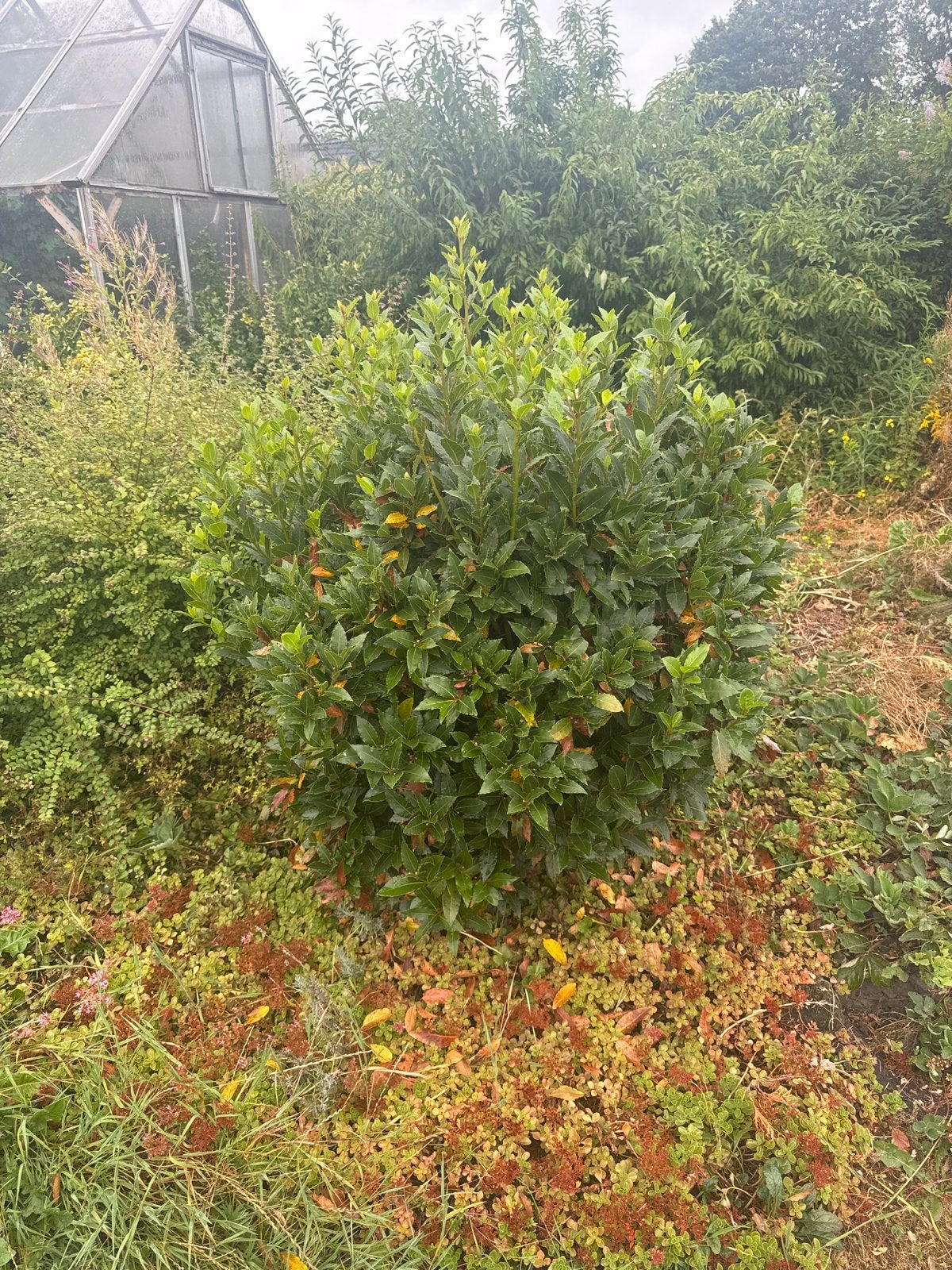 Laurierplant - Prachtige Groene Struik voor Tuin of Terras, Vaste plant, Bloeit niet, Halfschaduw, Ophalen