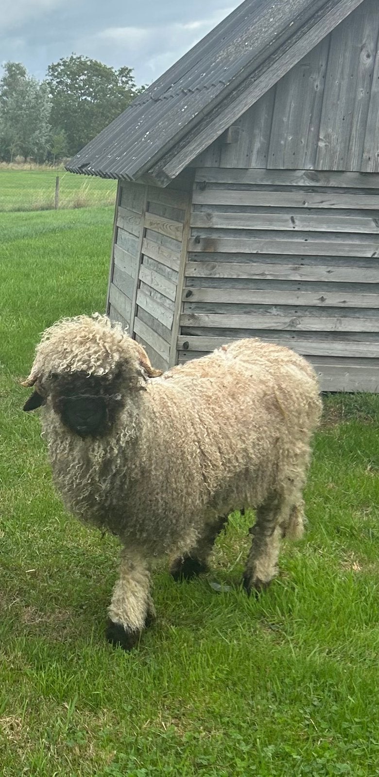 Walliser schwarznase stamboek rammetje, Dieren en Toebehoren, Mannelijk, Schaap, 0 tot 2 jaar
