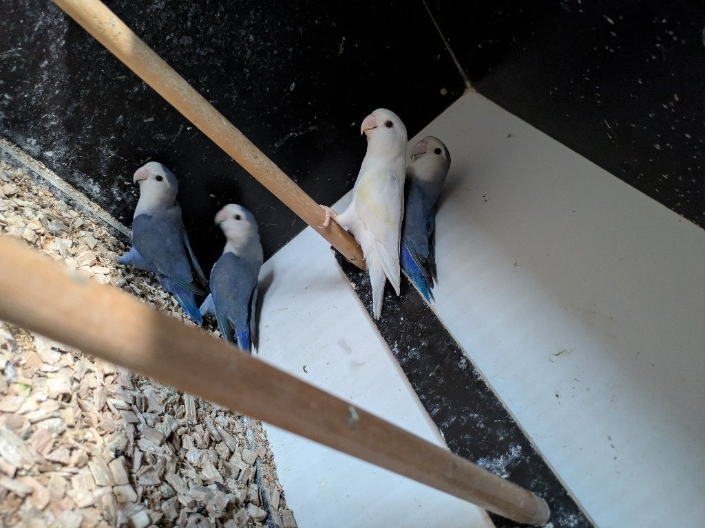 Agapornis rosecollies, Dieren en Toebehoren, Vogels | Parkieten en Papegaaien, Geslacht onbekend, Dwergpapegaai of Agapornis, Geringd