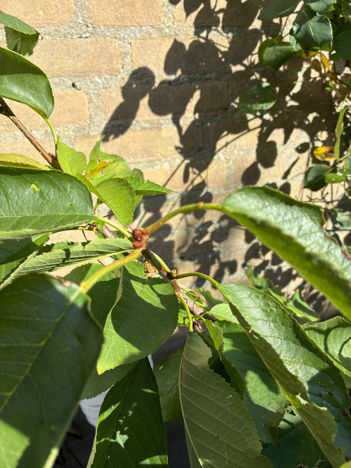 Kersenboom - Prunus avium, Tuin en Terras, Planten | Bomen, Overige soorten, Lente, 100 tot 250 cm, Ophalen