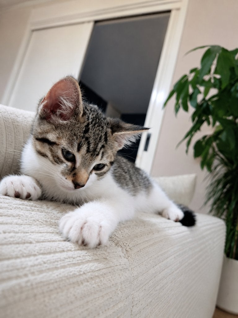 3 lieve kittens zoeken een nieuw thuis!, Dieren en Toebehoren, Katten en Kittens | Overige Katten, Meerdere dieren, Kortharig