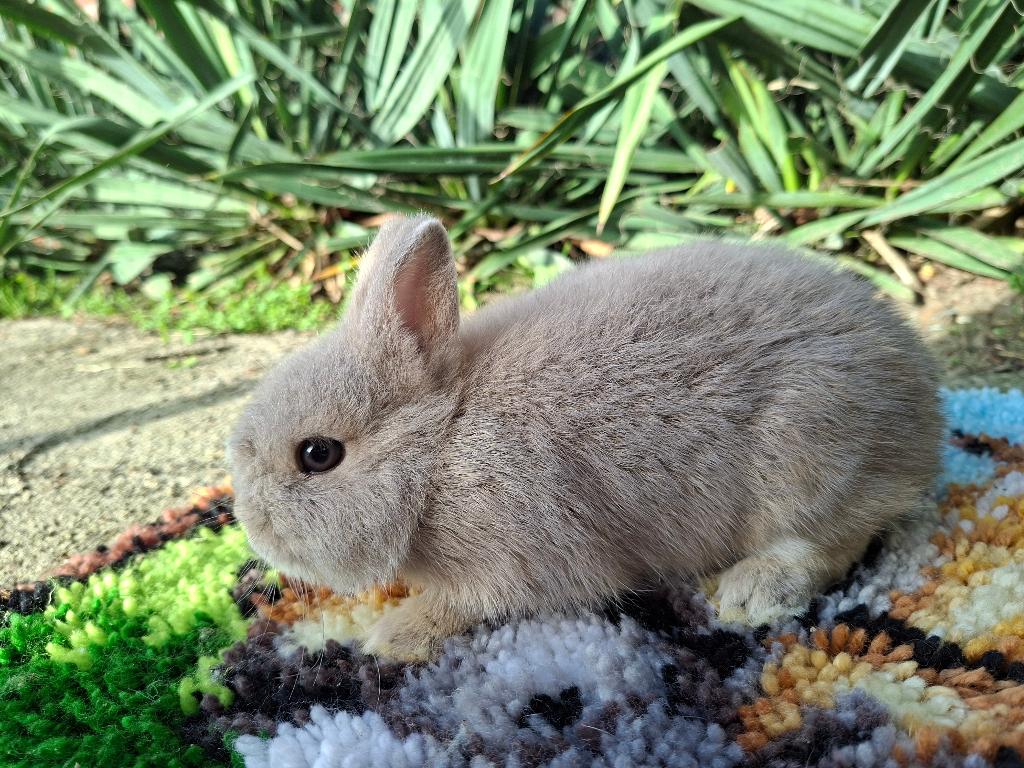 kleurdwerg, Dieren en Toebehoren, Mannelijk, Dwerg, 0 tot 2 jaar