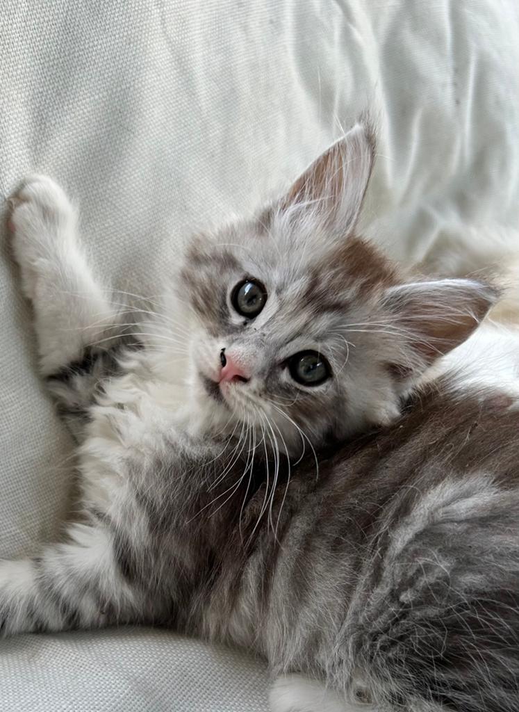 Maine Coon xl kittens mogen verhuizen, Dieren en Toebehoren, Katten en Kittens | Raskatten | Langhaar, Meerdere dieren, Ontwormd