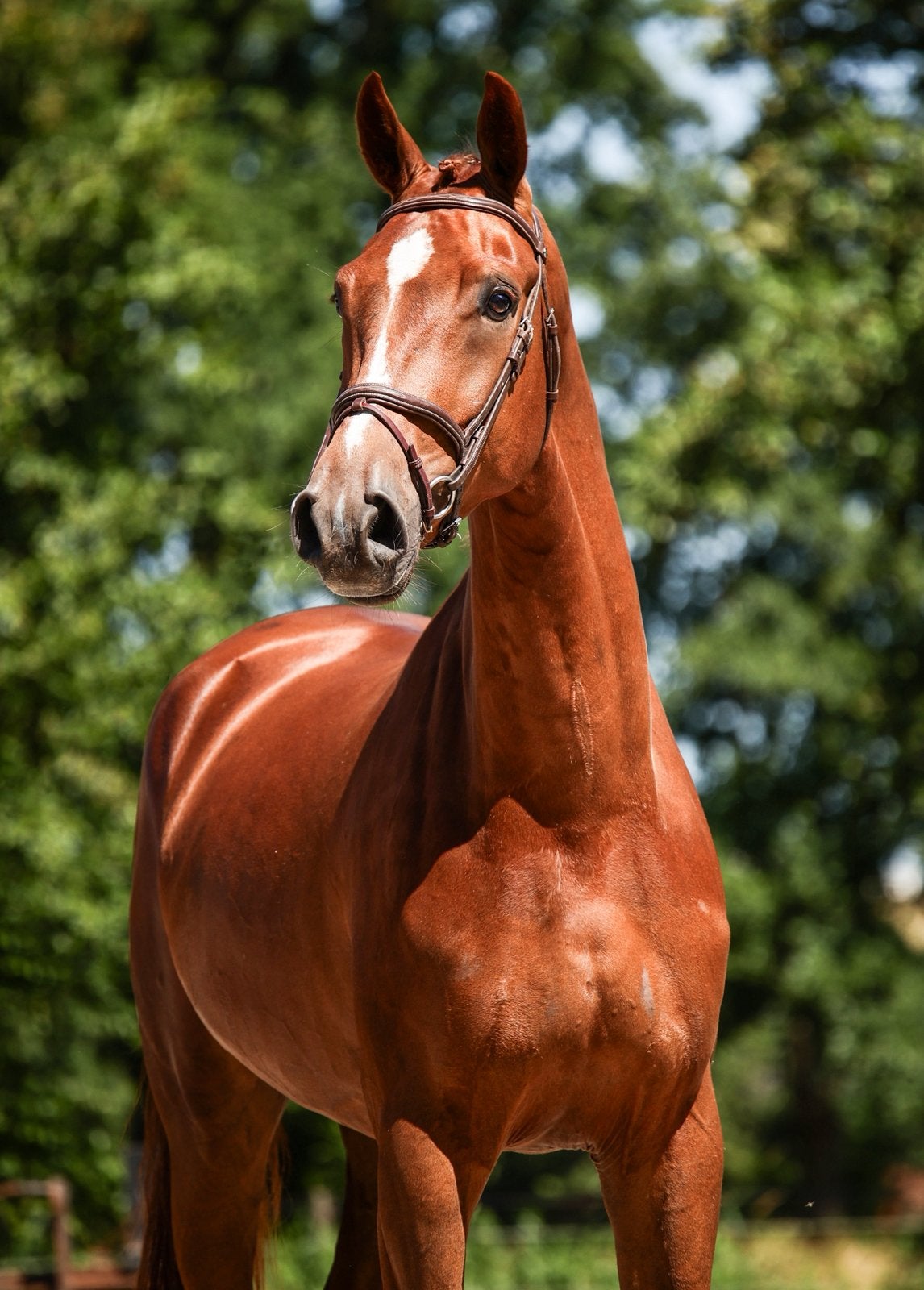 Special Negro, Met stamboom, Ruin, Dressuurpaard, L