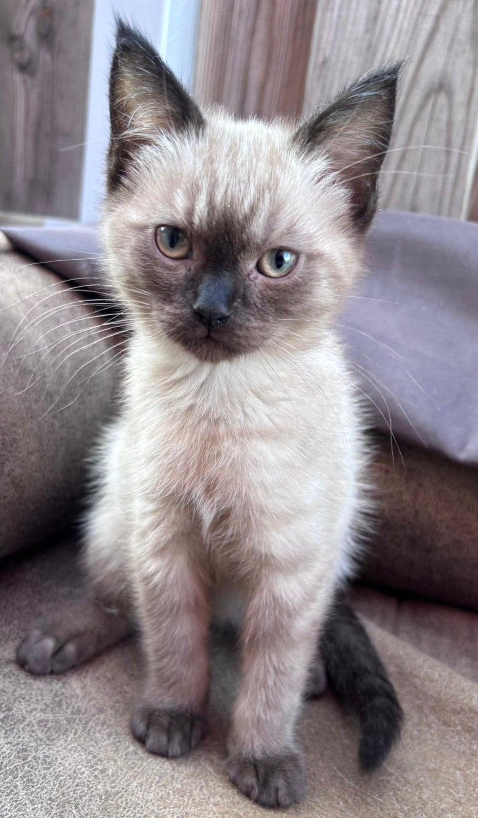 Ragdoll kittens, Dieren en Toebehoren, Meerdere dieren, Ontwormd