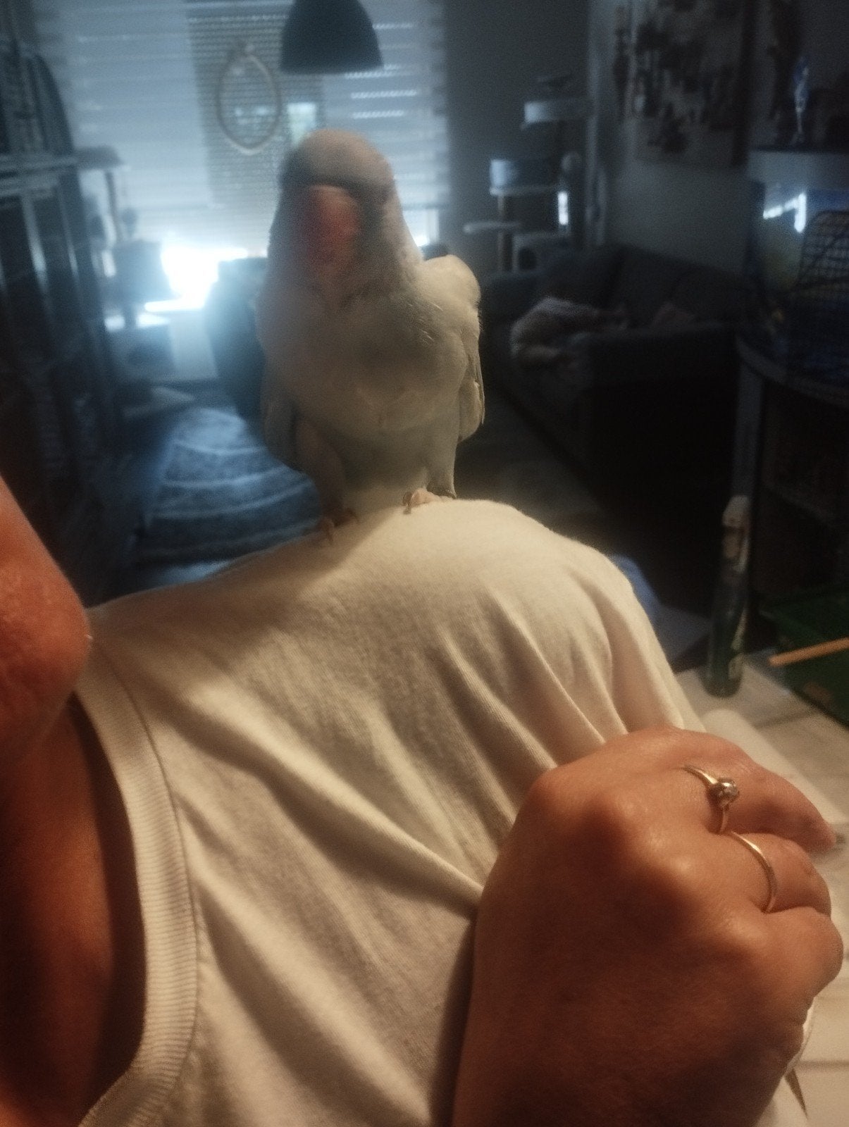 Te koop super tamme halsbandparkieten, Dieren en Toebehoren, Vogels | Parkieten en Papegaaien, Geslacht onbekend, Parkiet, Geringd