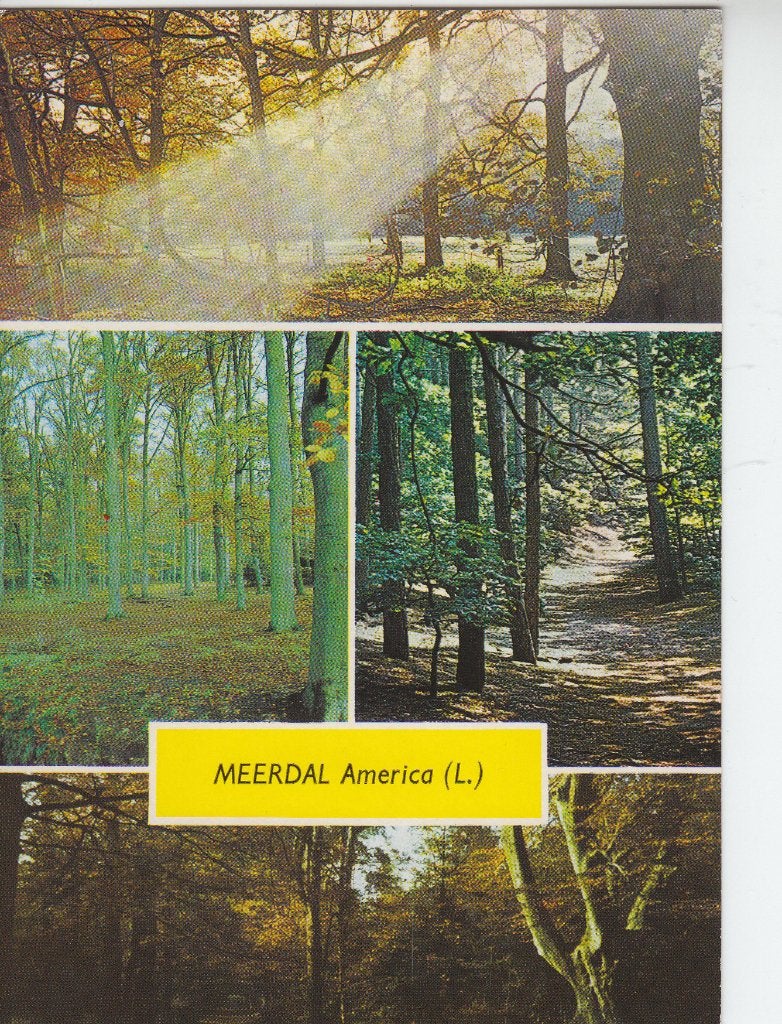 P207 ansichtkaart meerdal america 1986 centerparcs, Ophalen of Verzenden, 1980 tot heden, Gelopen, Limburg