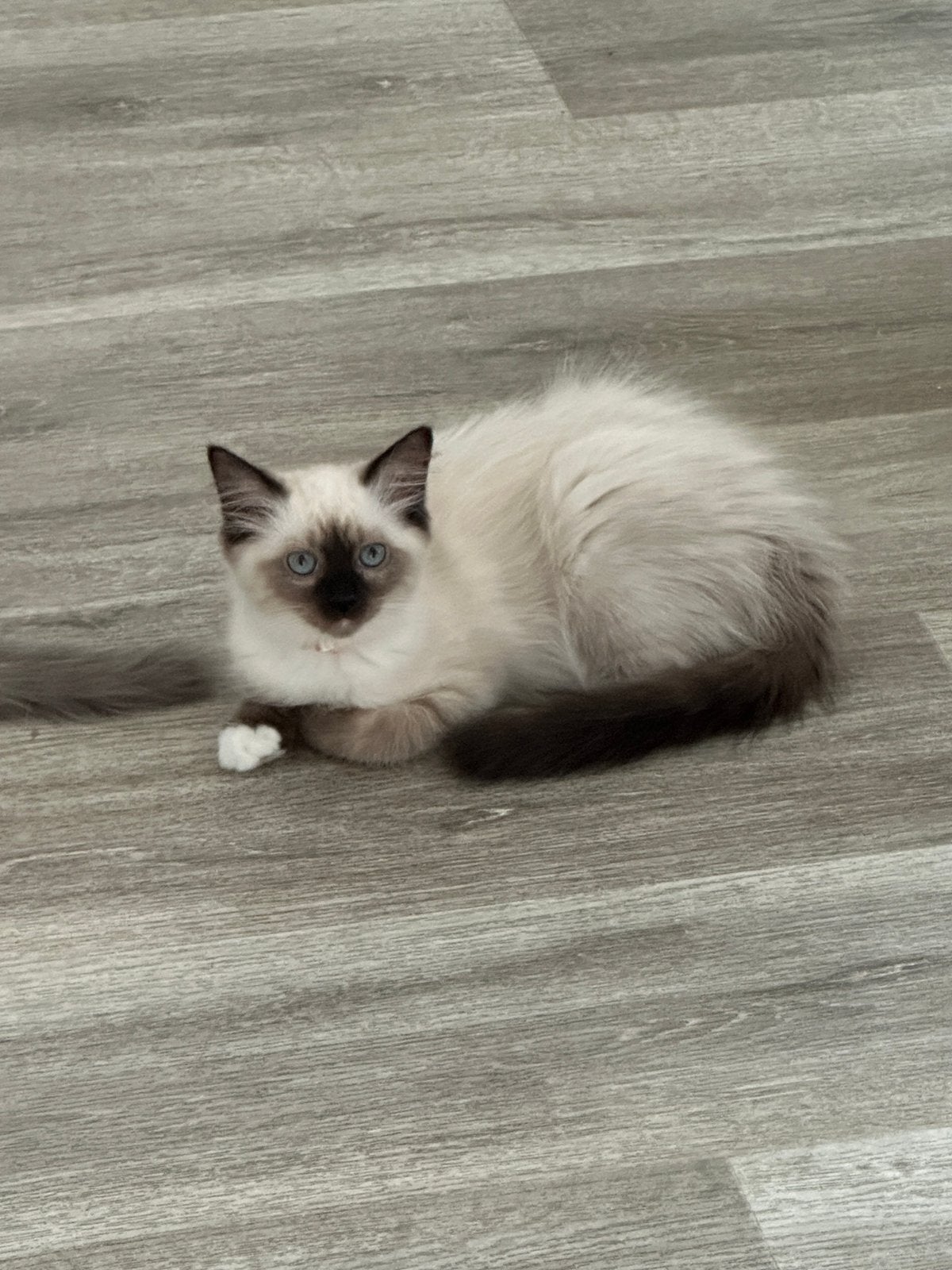 100% prachtige ragdoll kittens te koop, Meerdere dieren, Ontwormd