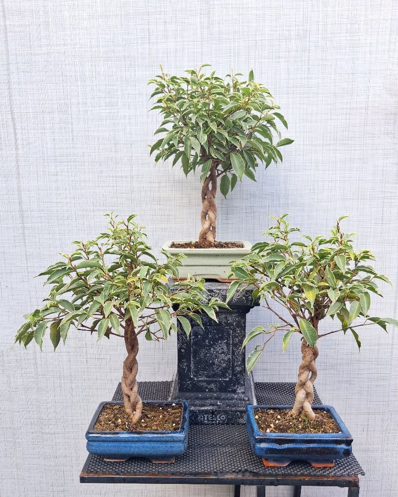 1 Gevlochten Ficus Kumani Nina Bonsai, In pot, Bloeit niet, Halfschaduw, Minder dan 100 cm