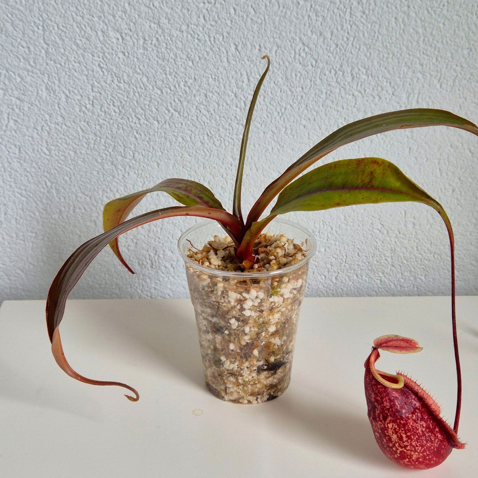 Nepenthes 'Suki' - Vleesetende bekerplant, Huis en Inrichting, Kamerplanten, Overige soorten, In pot, Minder dan 100 cm, Groene kamerplant