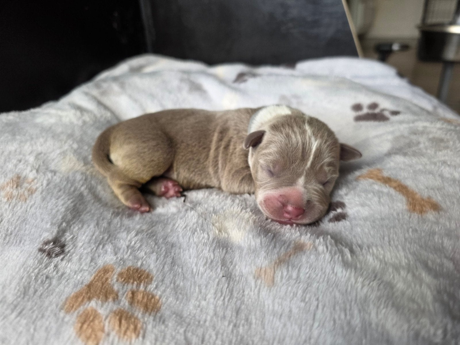 American bully XL puppy's, Dieren en Toebehoren, België, Particulier, Overige rassen, 8 tot 15 weken