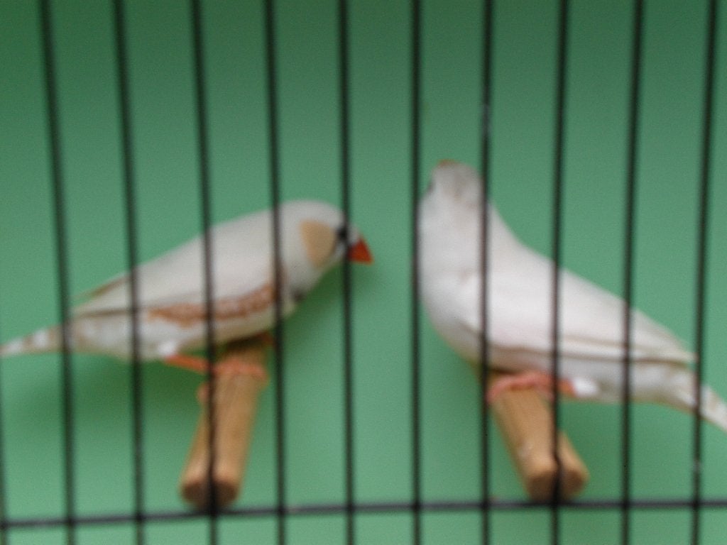 maskerzebravinken, Dieren en Toebehoren, Meerdere dieren, Tropenvogel