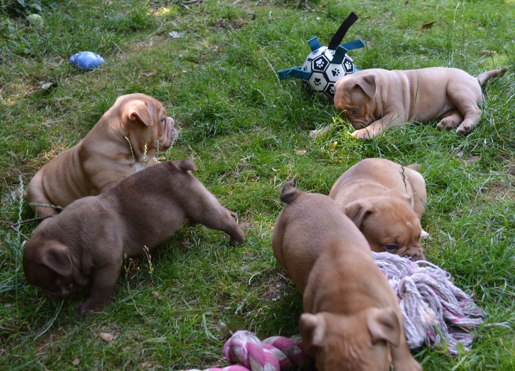 Old English Bulldog pups, Dieren en Toebehoren, Honden | Bulldogs, Pinschers en Molossers, Parvo, 8 tot 15 weken, Bulldog, Meerdere