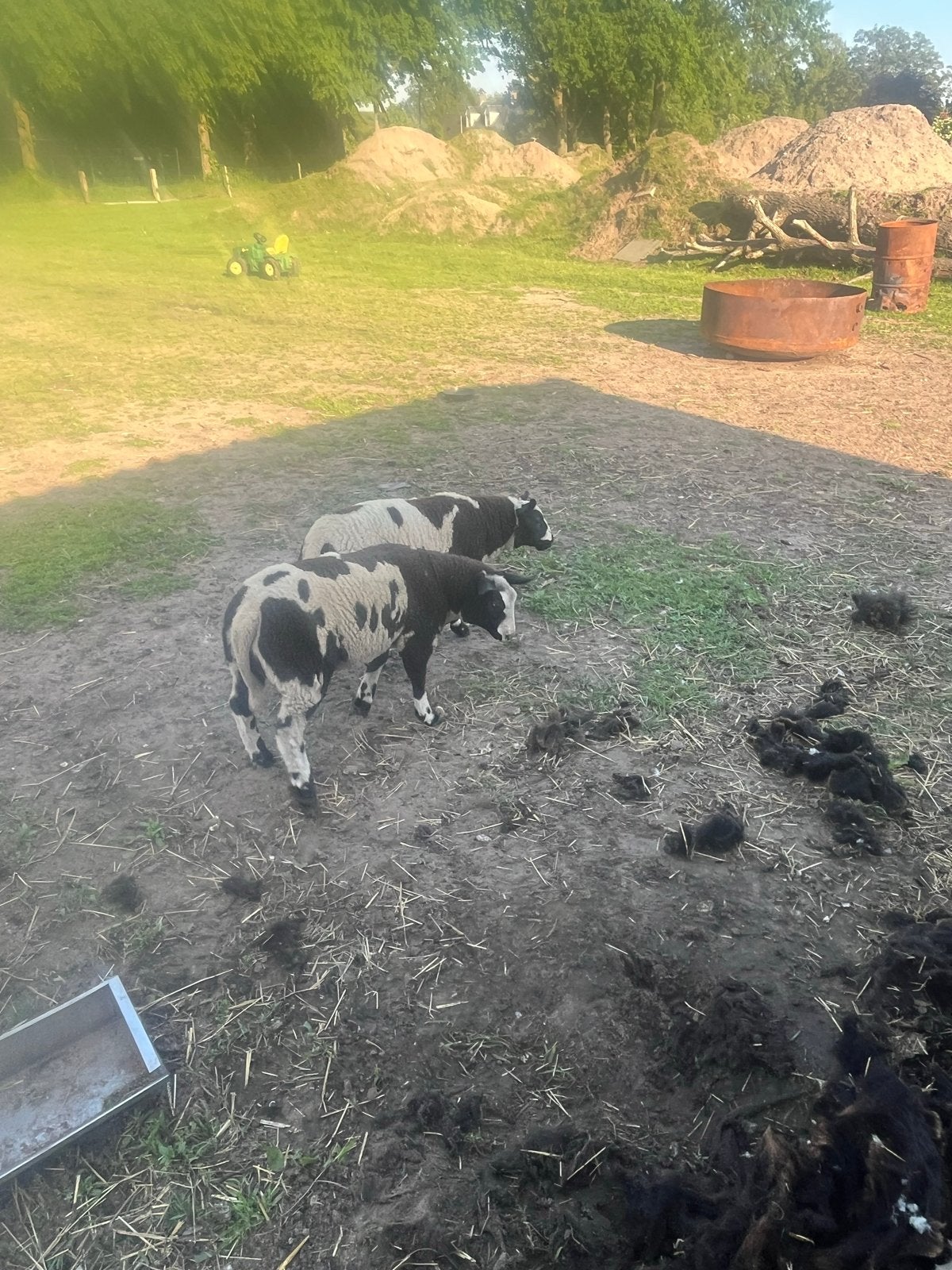 Bonte schaap lammeren, Dieren en Toebehoren, Meerdere dieren, Schaap