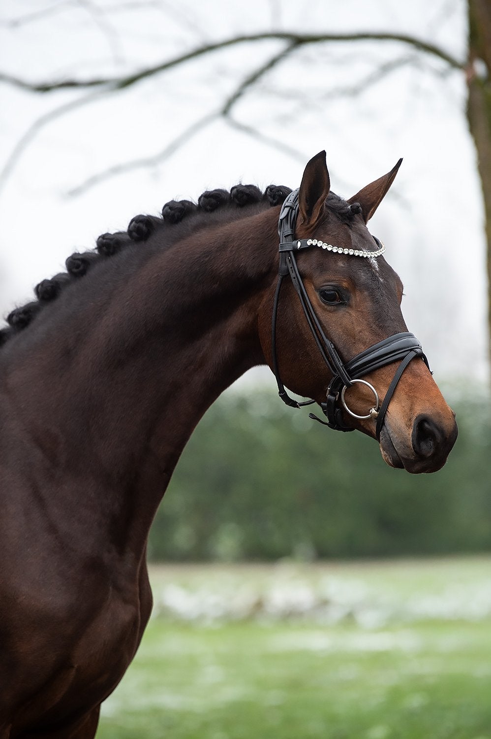 Prachtige merrie, Dieren en Toebehoren, Merrie, 160 tot 165 cm, Dressuurpaard, 3 tot 6 jaar