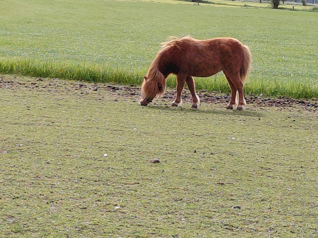 twee schetland  pony,s te koop, Dieren en Toebehoren, Pony's, Merrie, Met stamboom, Niet van toepassing, A pony (tot 1.17m)