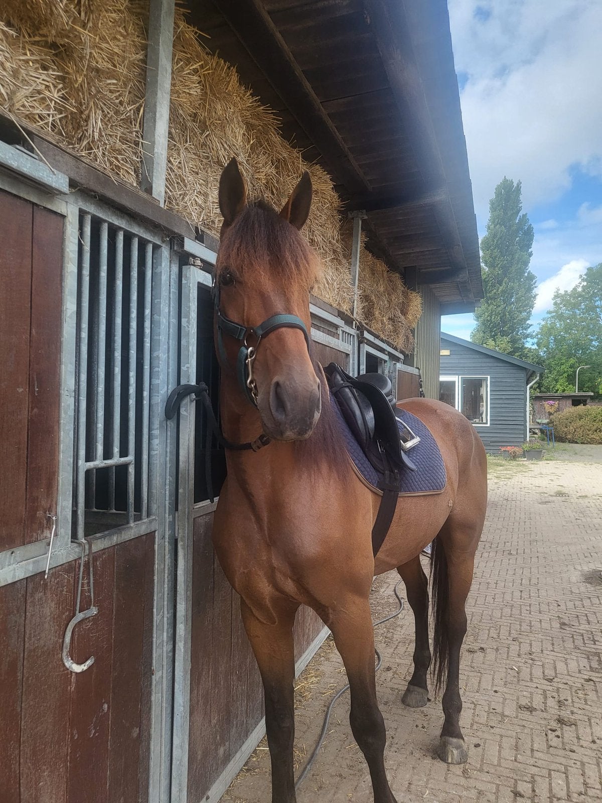 Lieve 4 jarige draver, Ruin, Recreatiepaard, 3 tot 6 jaar
