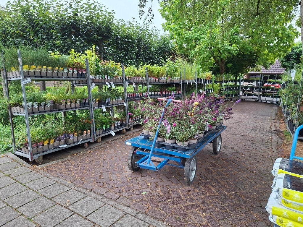 Roans tuinplanten ideaal periode om de tuin aan te planten!, Ophalen, Overige soorten, Volle zon