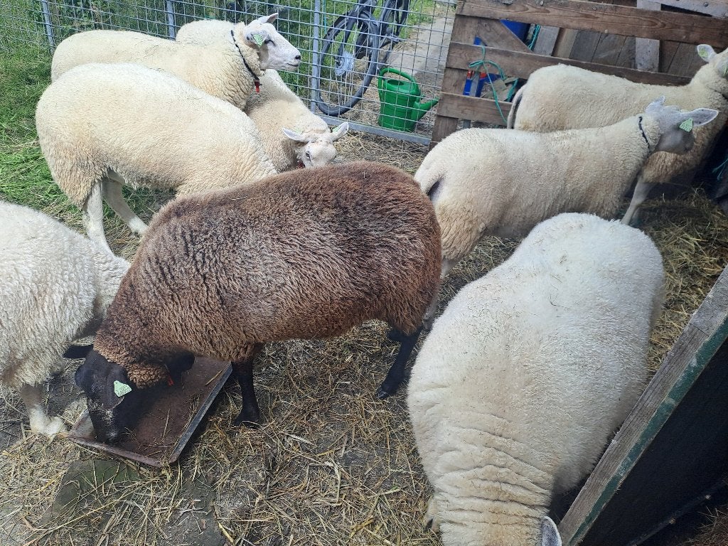schapen, ooien, Vrouwelijk, Schaap, 0 tot 2 jaar
