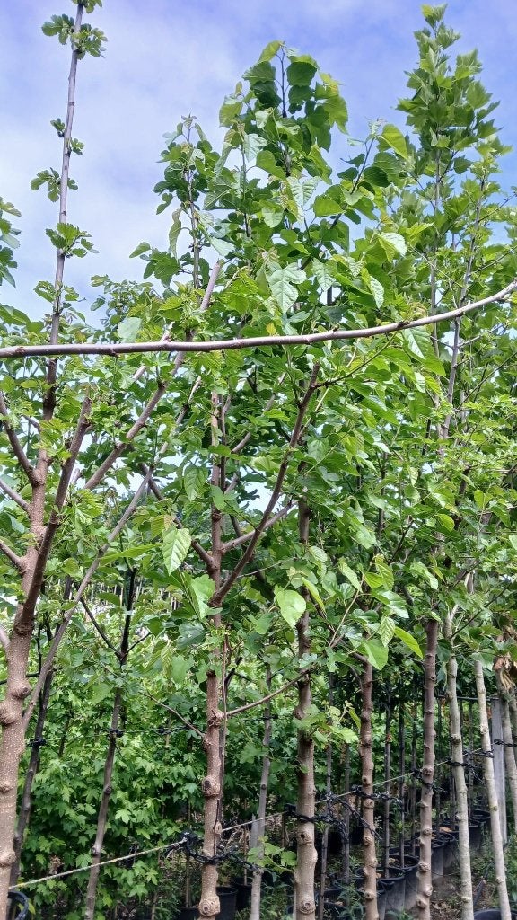 Carpinus betulus lei vorm, Leiboom, Ophalen of Verzenden, Lente, 250 tot 400 cm
