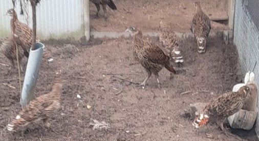 Glans fazant, Dieren en Toebehoren, Meerdere dieren, Overige soorten