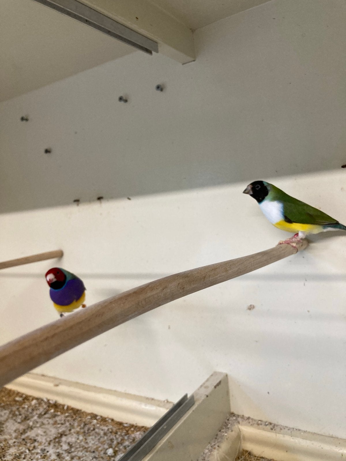 Gouldamadines, Dieren en Toebehoren, Meerdere dieren, Tropenvogel
