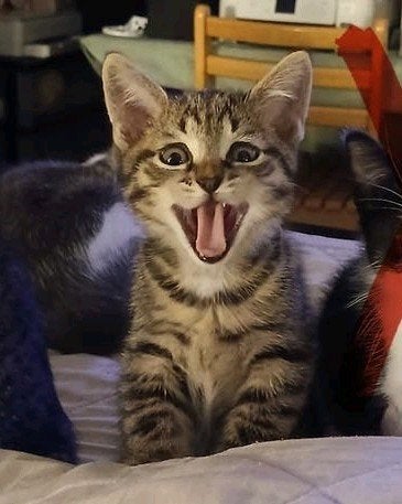 Mooie/lieve kittens 9wkn oud, Gechecked,ingeënt & gechipped!, Dieren en Toebehoren, Meerdere dieren, Kortharig, 0 tot 2 jaar