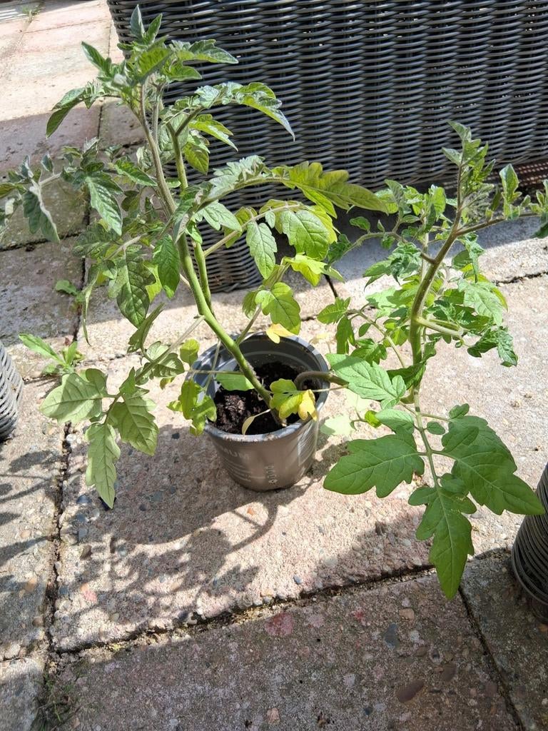 Diverse tomatenplantjes - Kweek je eigen verse tomaten!, Tuin en Terras, Planten | Tuinplanten, Ophalen, Volle zon, Groenteplanten