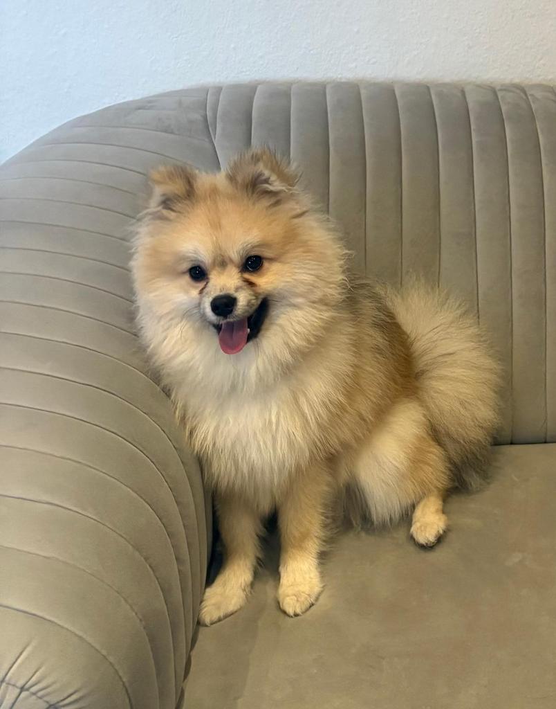Pomsky 8 Maand Pablo zoekt een nieuw huis - Zie omschrijving, Dieren en Toebehoren, Keeshond, Rabiës (hondsdolheid), 15 weken tot 1 jaar