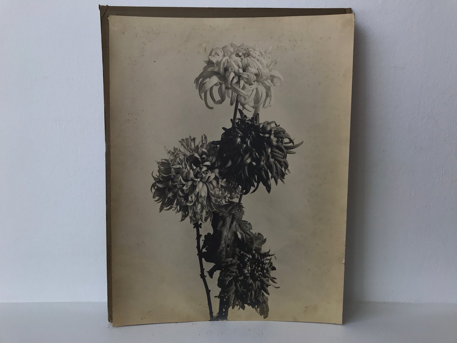 Foto Chrysanten, Natuur, Gebruikt, Foto, Ophalen of Verzenden