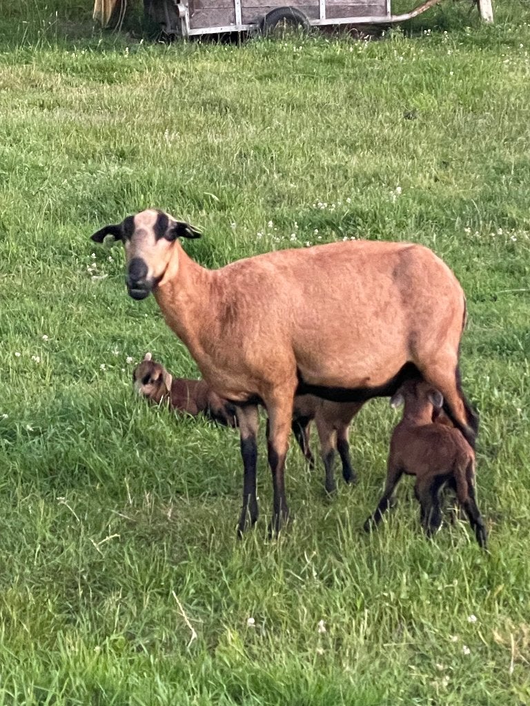 ze zijn er weer. prachtige raszuivere black belly lammetjes, Dieren en Toebehoren, Meerdere dieren, Schaap, 0 tot 2 jaar