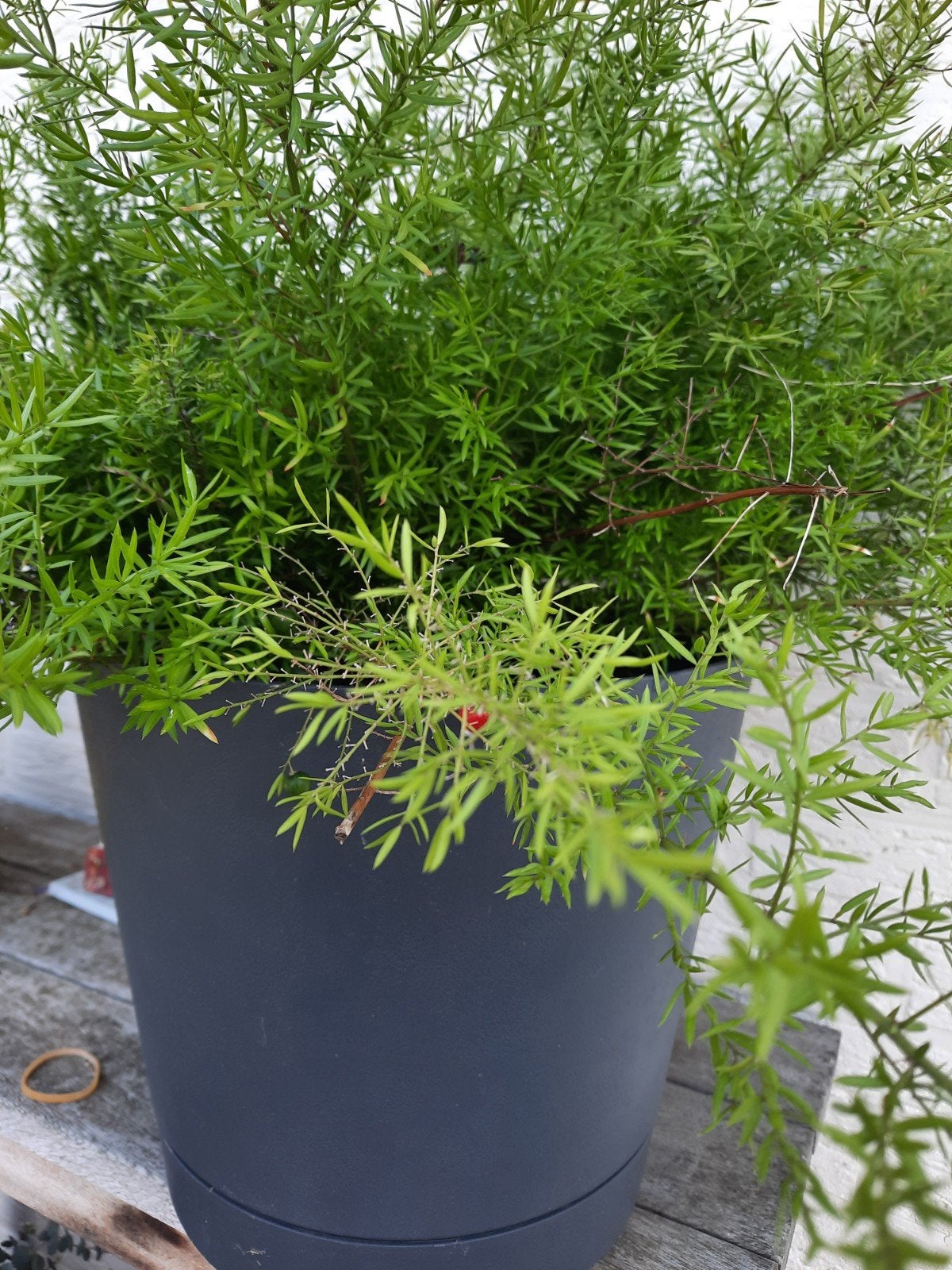 Kamerplant  ., Huis en Inrichting, Ophalen, Halfschaduw, Minder dan 100 cm