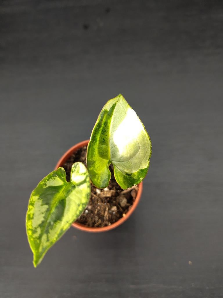Syngonium Three kings stekje 5, Ophalen, Overige soorten, Halfschaduw, Minder dan 100 cm