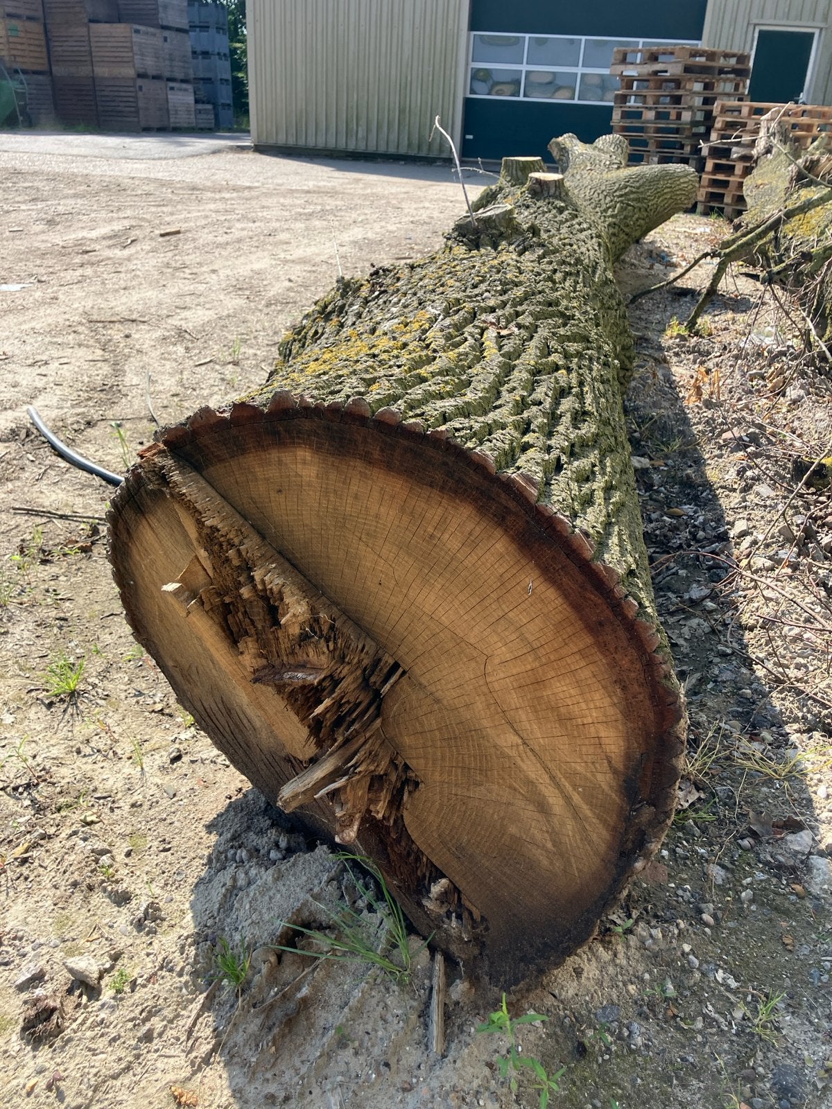 Grote Eiken Hout Stam - Ideaal voor Zagerij of Decoratie, Ophalen, Gebruikt, Eiken, Overige typen