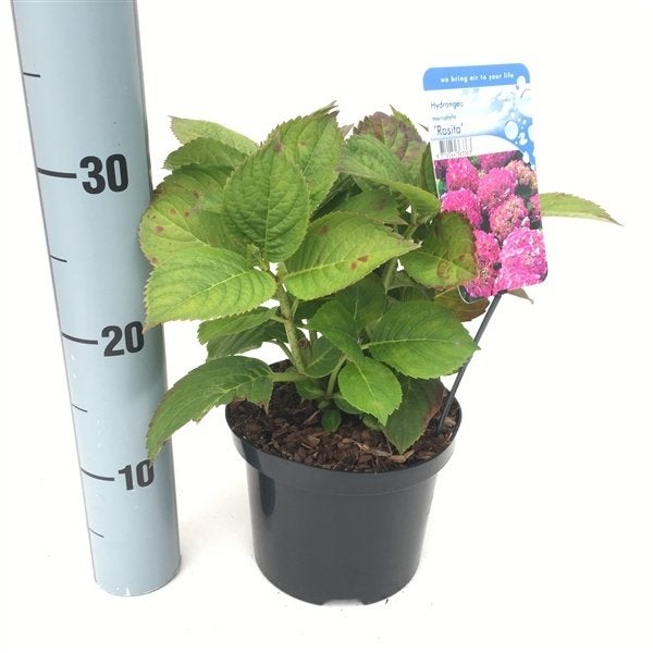 Horrtensia Blauw, wit, roze, Annabelle Hydrangea macrophylla, Ophalen, Vaste plant, Overige soorten, Volle zon