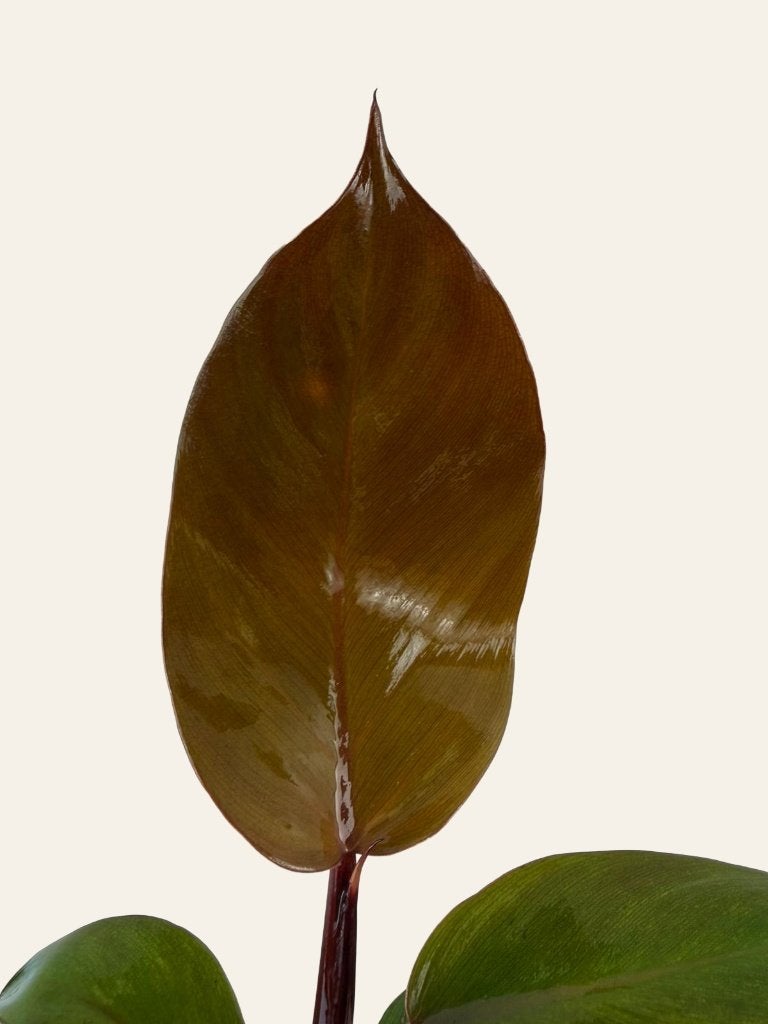 Philodendron Sun Light p10, Huis en Inrichting, Kamerplanten, Ophalen of Verzenden, Halfschaduw, Minder dan 100 cm