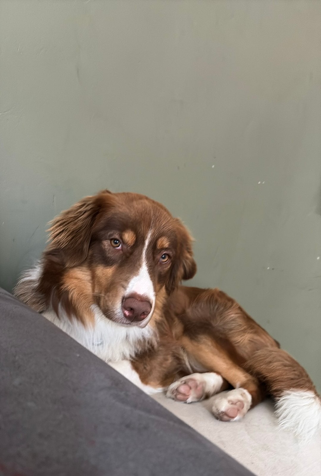 australische shepherd x bordercollie Hugo, Dieren en Toebehoren, Honden | Herdershonden en Veedrijvers, Rabiës (hondsdolheid)