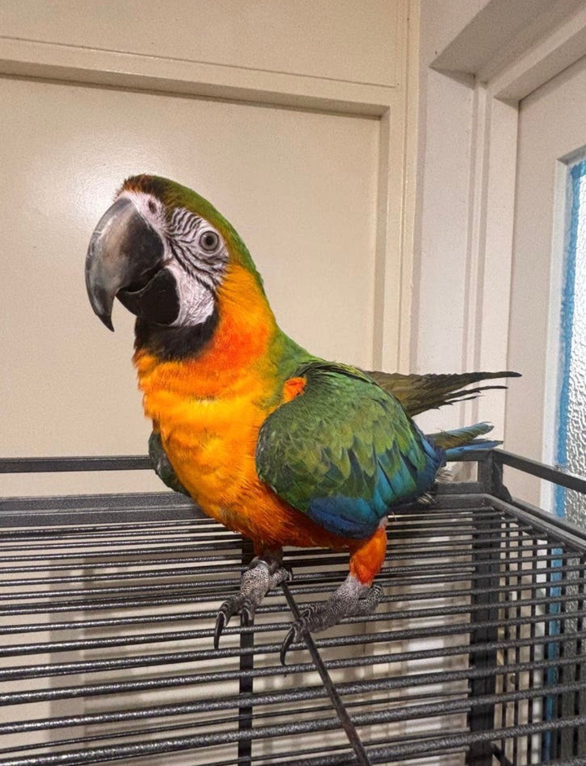 Mooie Catalina Ara Man net 1 jaar, Dieren en Toebehoren, Mannelijk, Papegaai, Pratend