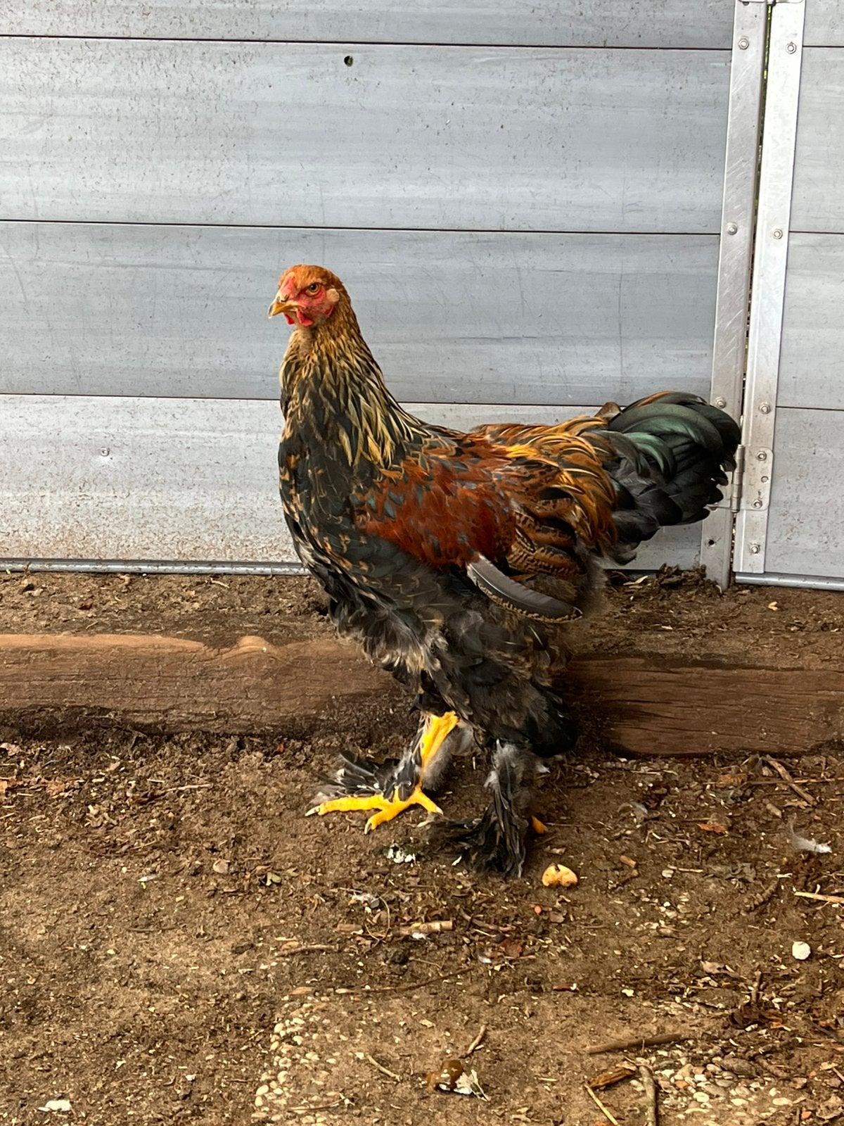 Brahma haan/hanen, patrijs en gemengd, Dieren en Toebehoren, Mannelijk, Kip