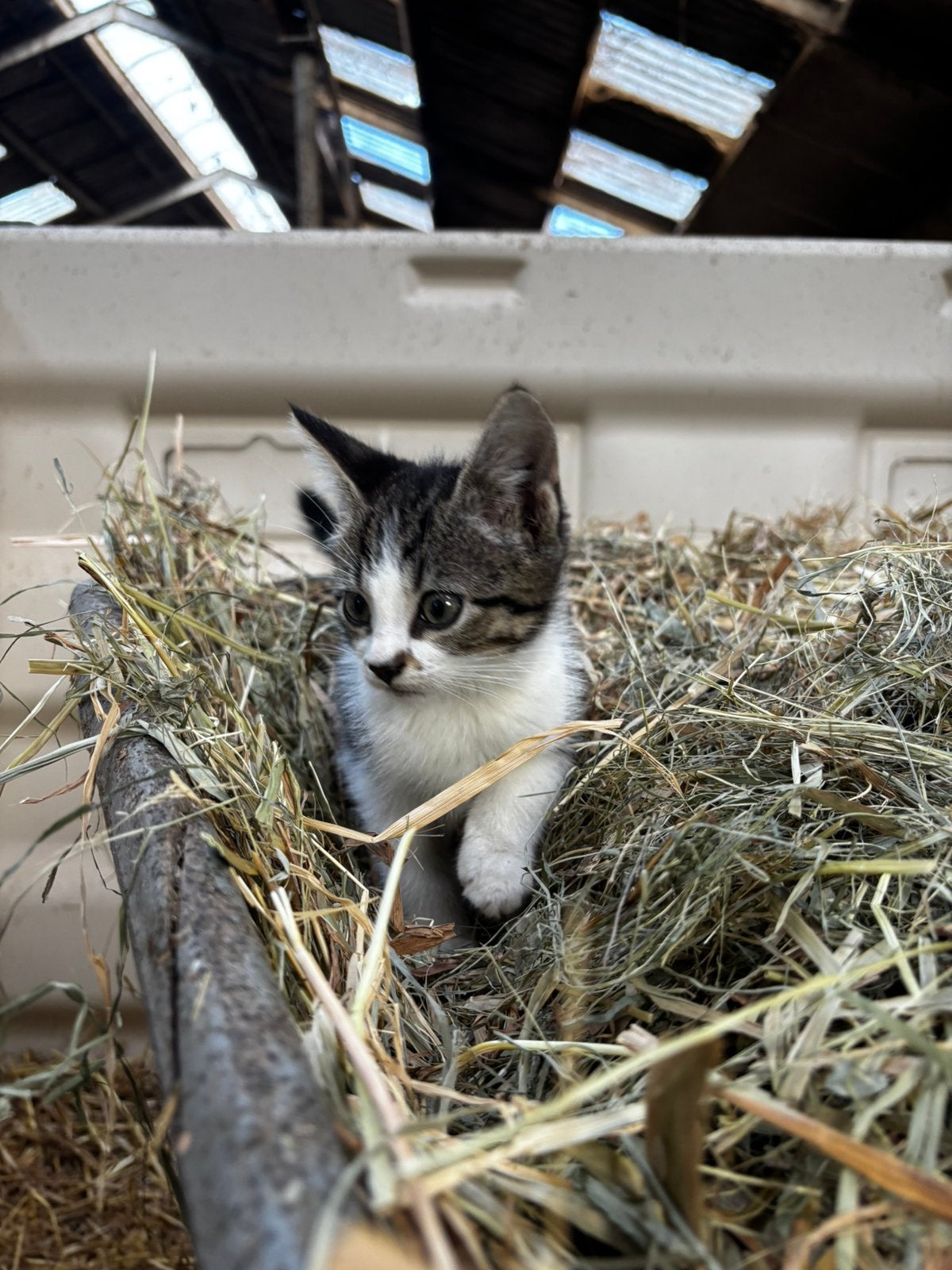Boederij kittens te koop, Meerdere dieren