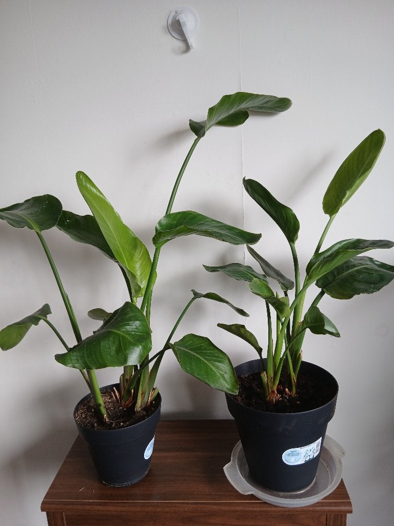 Kamerplanten 2 Stuks Groot, Ophalen, Overige soorten, Halfschaduw, In pot