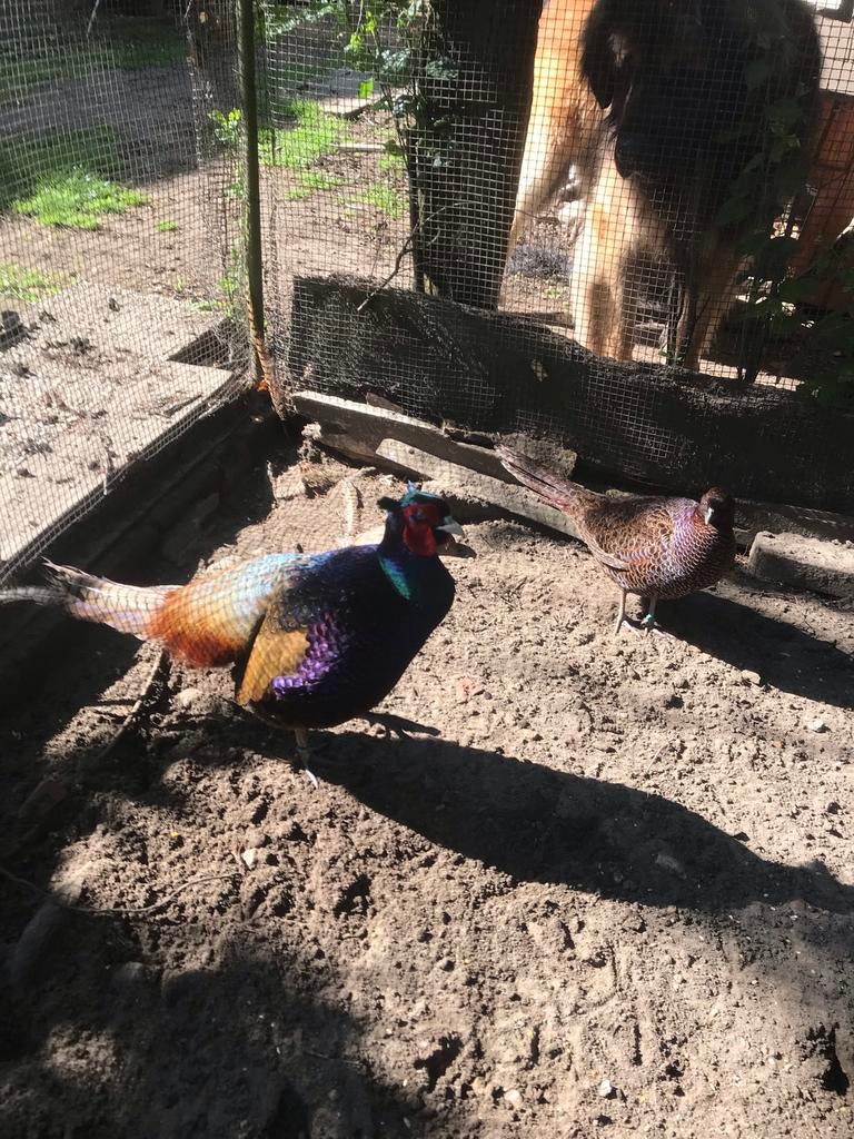 Tenebrose bosfazanteieren, Dieren en Toebehoren, Pluimvee, Vrouwelijk, Kip