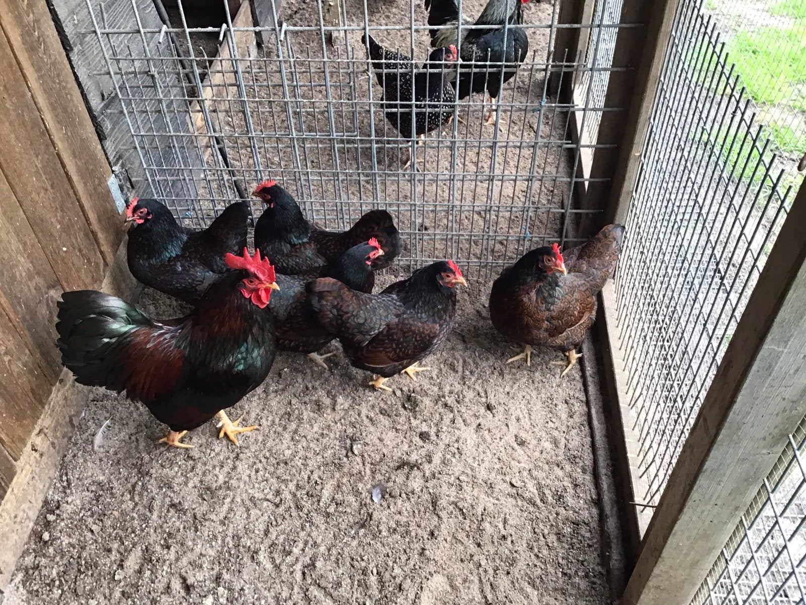 Kriel kippen Barnevelders 2 jaar oud, Dieren en Toebehoren, Pluimvee, Vrouwelijk, Kip