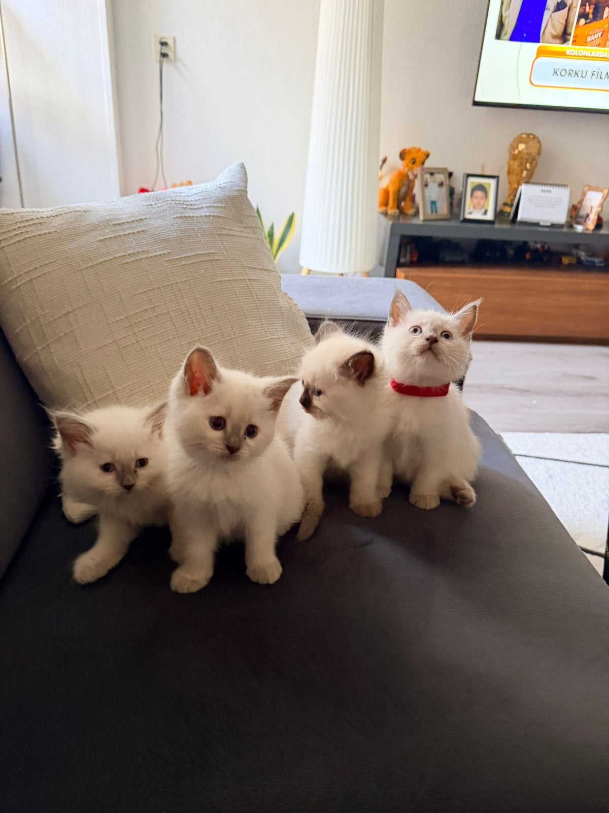 Kittens, Meerdere dieren