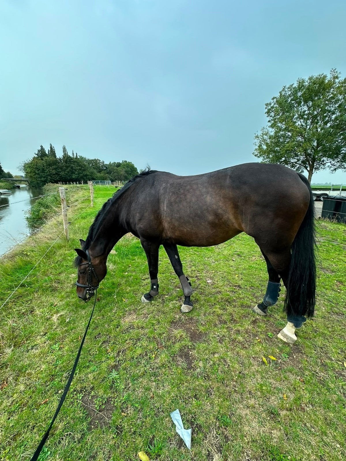 frieze merrie en een kwpn merrie, Dieren en Toebehoren, Merrie, Niet van toepassing, Dressuurpaard, 3 tot 6 jaar