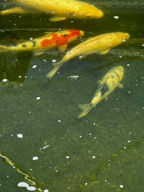4 koi karpers en 10 goudvissen te koop!, Karper of Koi