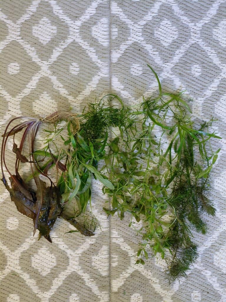Plantjes, Dieren en Toebehoren, Vissen | Aquaria en Toebehoren, Ophalen, Plant(en), Steen of Hout